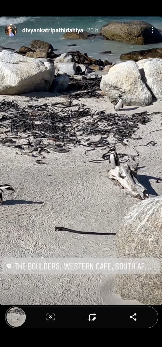 Yashvi_Chheda's tweet photo. I am sur khujaoing since I have seen your story but couldn't understand so finally asking you 🙈🙈 sorry to disturb. What are these black rope like creatures there? Are they some snakes or sea weed or something different? #JustForKnowledge @Divyanka_T https://t.co/6TJOcDfDFc