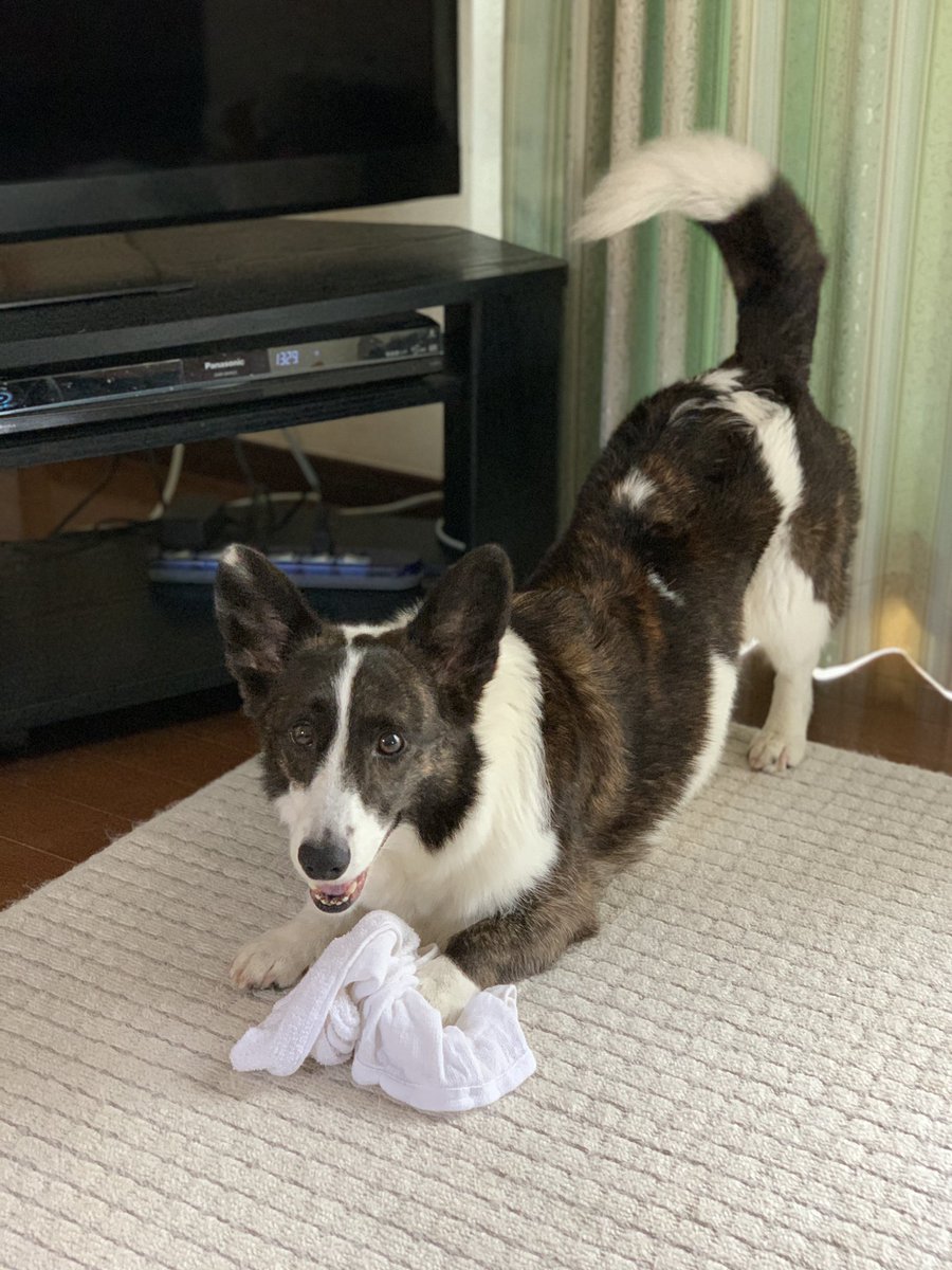 なぜコーギーもトイプーも しっぽ 切る 断尾 断耳が日本で消えない理由 Twitter