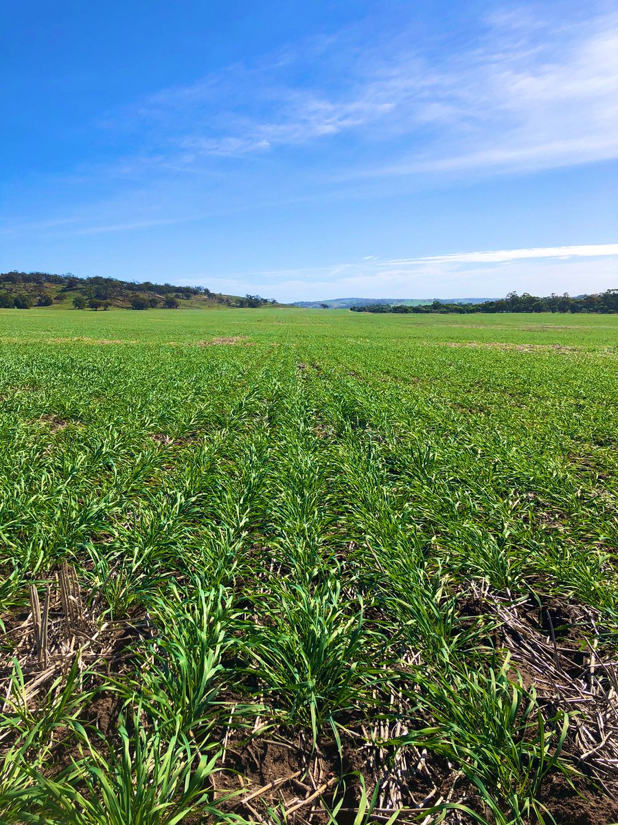 Illabo coming along nicely, sowed late March at around 40kg, with 45L of Flexi-N and 110kg of K-Till #aussieag #onlyshowthebestbits <a href="/CSBPfertilisers/">CSBP Fertilisers</a>