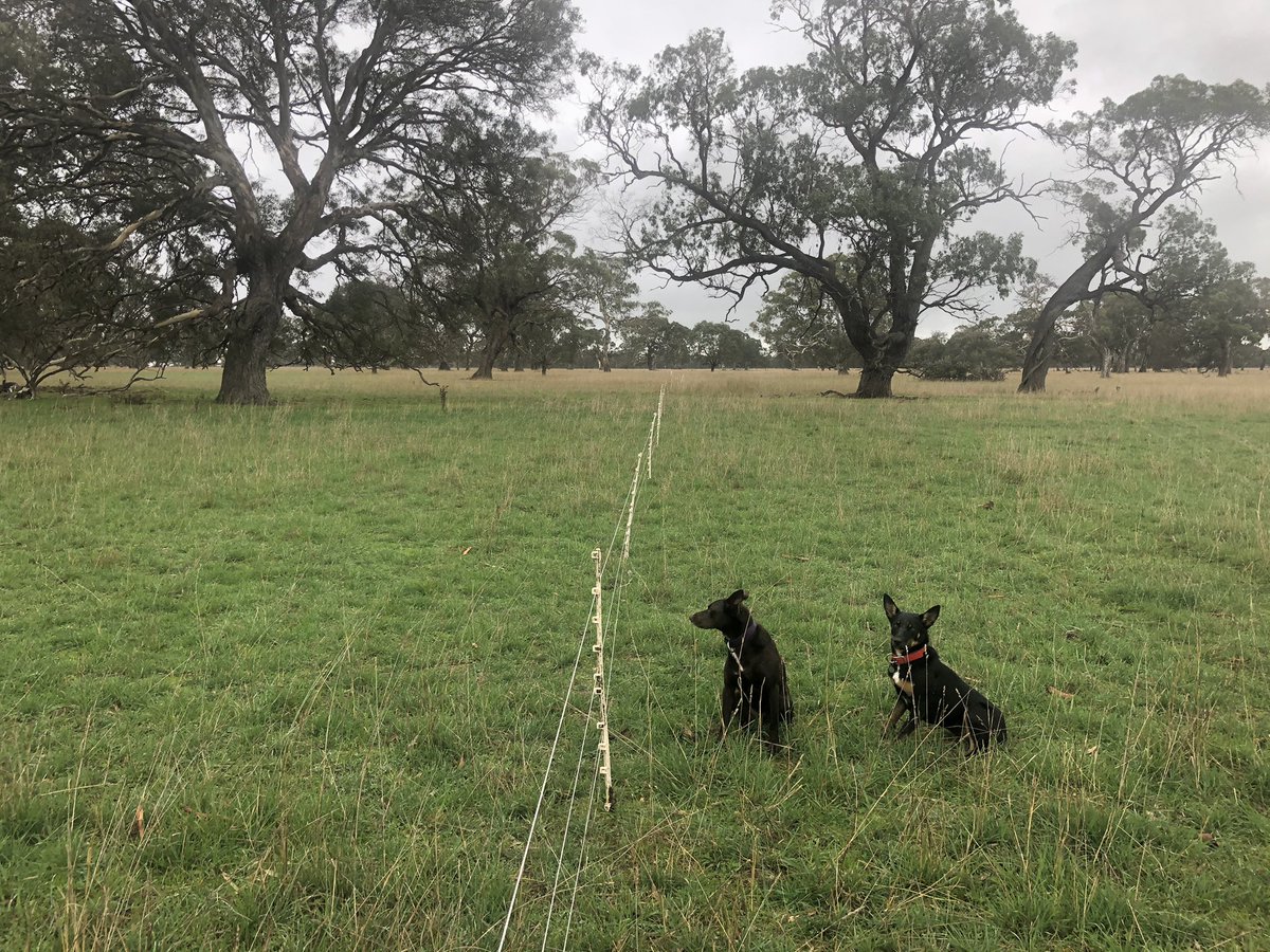 Getting paddocks ready for twin ewes next week