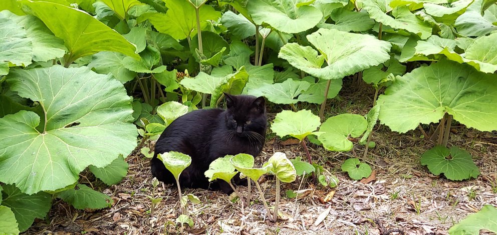 「朝から来て、ご飯食べて寝ていた師匠(野生の黒猫)。

外に出たいと意思表示するの」|浅利与一義遠のイラスト