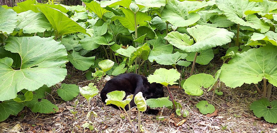 「朝から来て、ご飯食べて寝ていた師匠(野生の黒猫)。

外に出たいと意思表示するの」|浅利与一義遠のイラスト