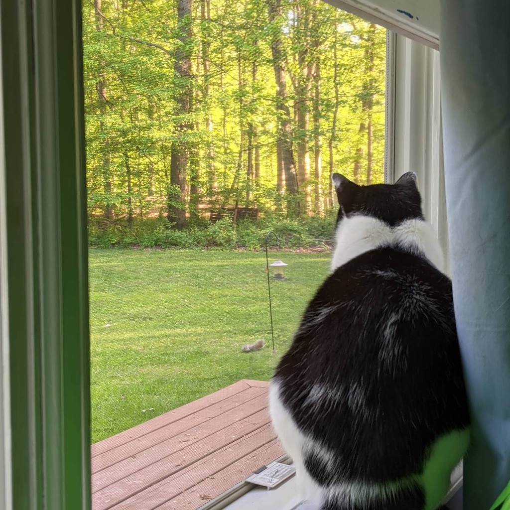 Bird watching with Aki

#catlover #catdad #catsofinstagram #cats instagr.am/p/COzJRRJDneW/