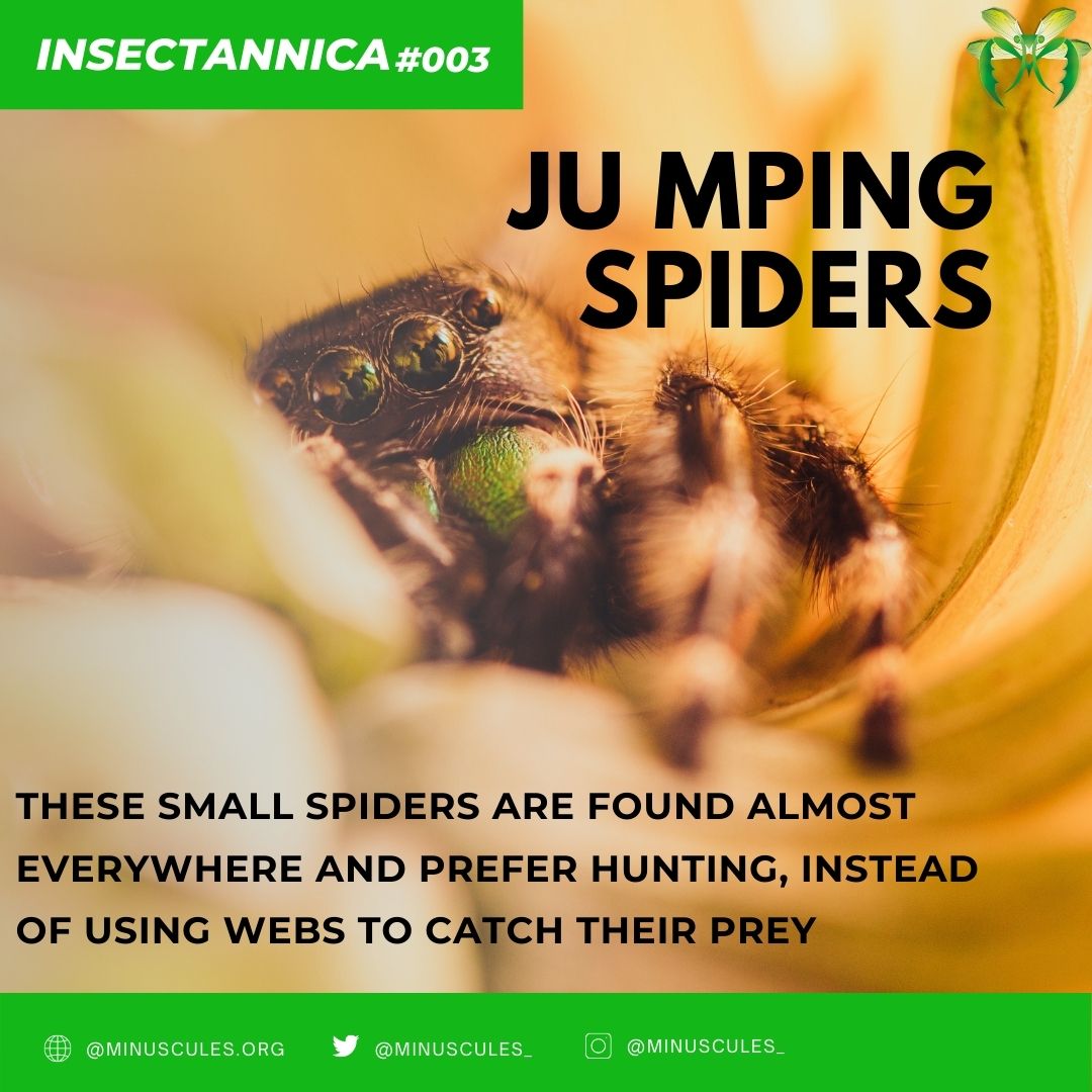 minuscules_'s tweet photo. #INSECTANNICA 003: Jumping spiders or the Salticidae are the largest family of spiders at 13% of all species. They are generally recognized by their eye pattern. All jumping spiders have four pairs of eyes, with the anterior median pair being particularly large. https://t.co/5D5PFZOOKS