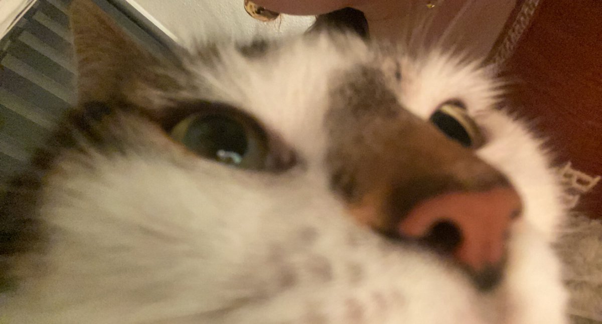 kat!!!🫧 tweet media