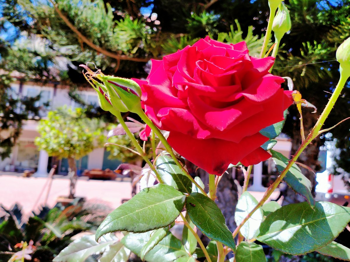 baris5428's tweet photo. Tüm İslâm Aleminin
RAMAZAN BAYRAMI Mübarek Olsun 🌹
Mutlu Bayramlar ❤️🌹❤️ https://t.co/9dDASh3UEs