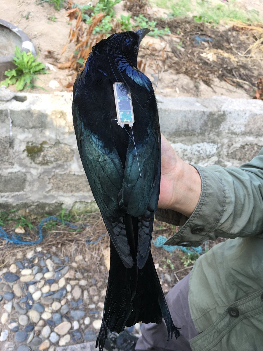We had tried several kinds of tags since 2012, finally tracked the migration of one hair-crested drongo! Many interesting findings: migrate at night, fly 475 km in one night, almost a straight line for 2090 km, stop nearby national/provincial borderlines, wintering territory···