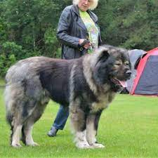 GeorgiaESS40021's tweet photo. This is a Caucasian shepherd, a livestock guard dog that originated from Georgia! #ESS400 @sarahwhipple15 @kijikb https://t.co/PSSJH9Xt28
