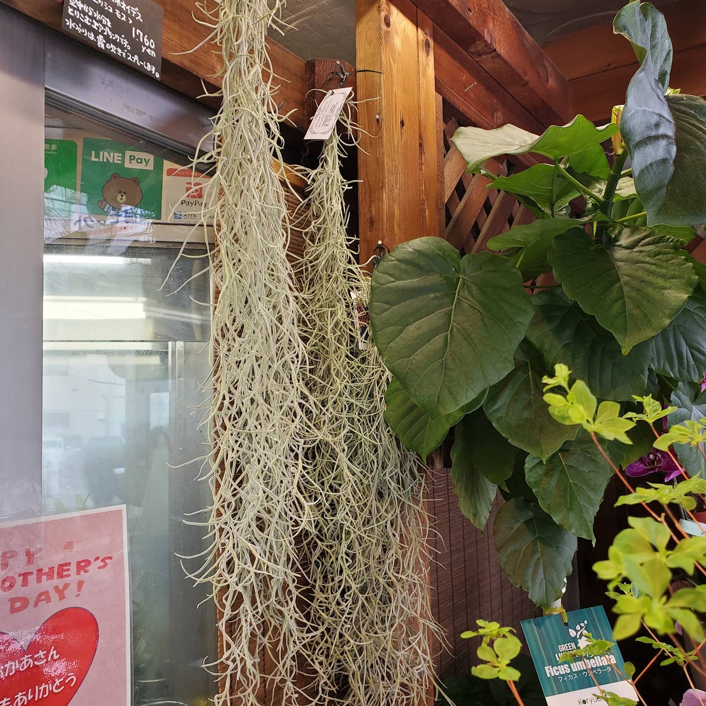 フラワーショップこんの 公式 チランジア ウスネオイデス エアプランツ スパニッシュモス 室内で育てていただくインドア植物 週に１ ２回 霧吹きで水やりしてください ネットショップ T Co Vs1g0org1h 逗子 Zushi 葉山 Hayama 花