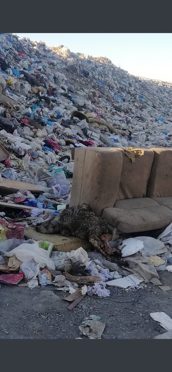 yenertt_'s tweet image. #SalihliKokusuCıktı 
#SalihliKokusuCıktı 
@cengizergun 
@ZekiKAYDA