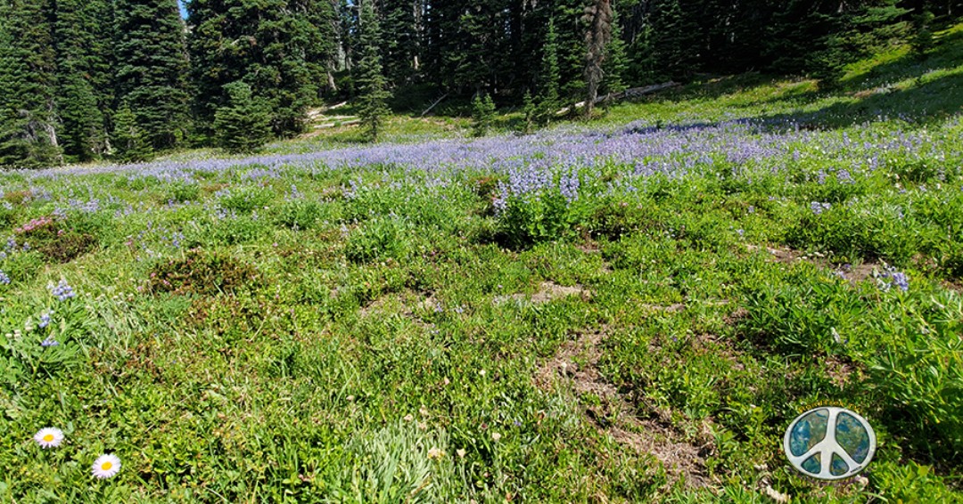 GetLostinAmeric's tweet photo. Beautiful patch of Lupine
.
.
.
#optoutside #hikerchat #flyfishing #livelifeoutside #sleepoutside #backpacker #lovelives #hikertrash #mountainlife #hellotrouble #roadtrek #darntough #hikeyourownhike #mountrainiernps https://t.co/13kXuUKjQ6