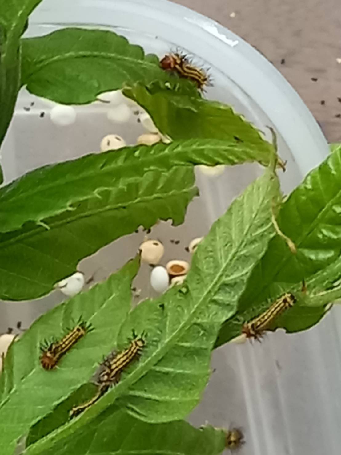 Yamako Project Yamako Project Twitter