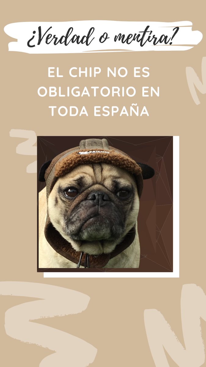 pugcrush's tweet photo. Verdad o mentira? https://t.co/r0sbnOOLob