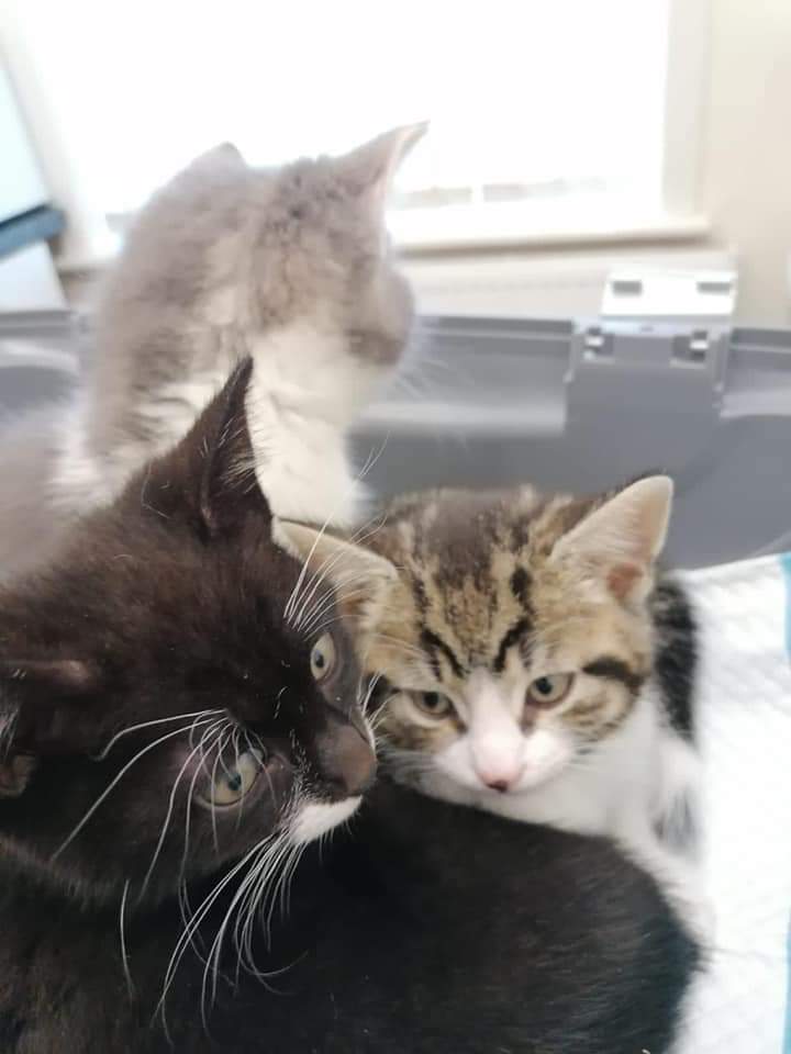 ShropsCatRescue's tweet photo. #ThursdayThoughts ~ last week's visit to #QuarryVets saw not only the adult cats but the kittens going for their vaccinations. Please note the kittens are reserved & if you wish to adopt a kitten please email info@shropshirecatrescue.org.uk 4 waiting list
https://t.co/smVhF2of9p https://t.co/ayoMLPkJ33
