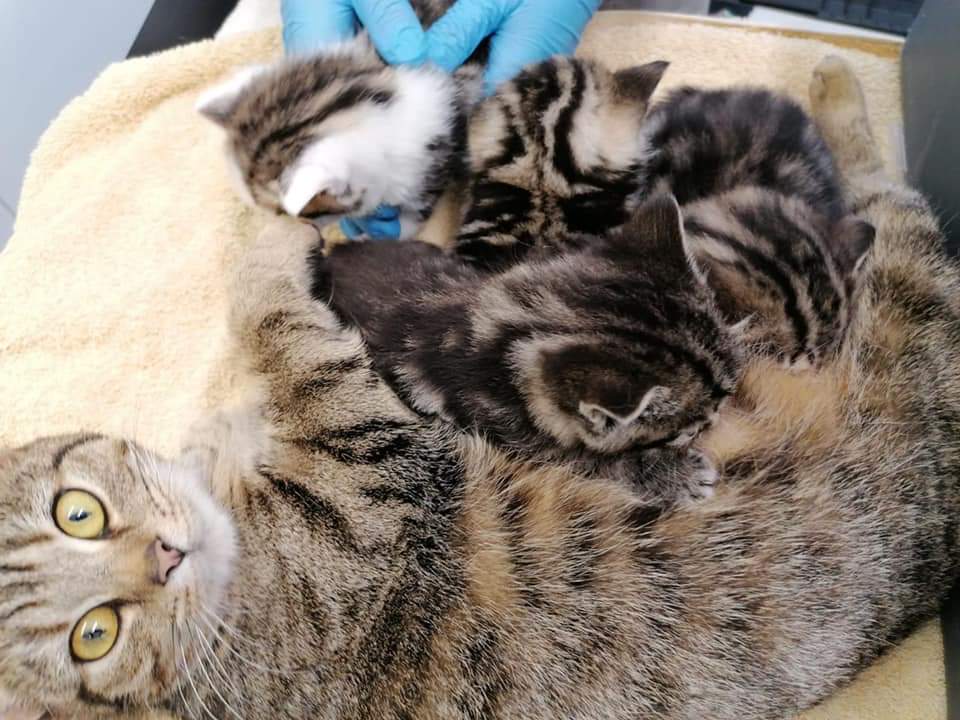 ShropsCatRescue's tweet photo. #ThursdayThoughts ~ last week's visit to #QuarryVets saw not only the adult cats but the kittens going for their vaccinations. Please note the kittens are reserved & if you wish to adopt a kitten please email info@shropshirecatrescue.org.uk 4 waiting list
https://t.co/smVhF2of9p https://t.co/ayoMLPkJ33