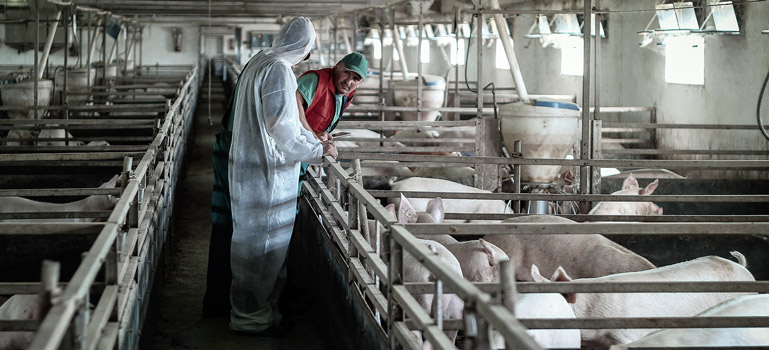 Are #Arthropod vectors involved in the transmission of #ASF in Europe? <a href="/EFSA_EU/">EFSA</a> starts a new case-control study on potential #RiskFactors for the introduction of African Swine Fever in commercial pig farms in three Member States, stay tuned!