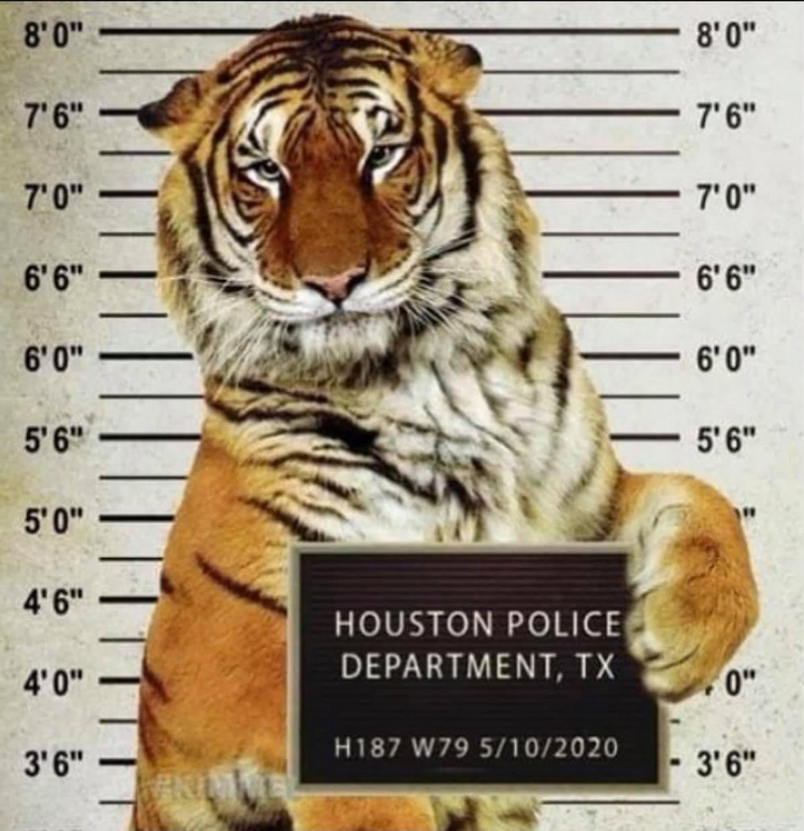 arlynvm28's tweet photo. #houstontiger #missingtiger #Indiathetiger https://t.co/E2G2TqXHhK