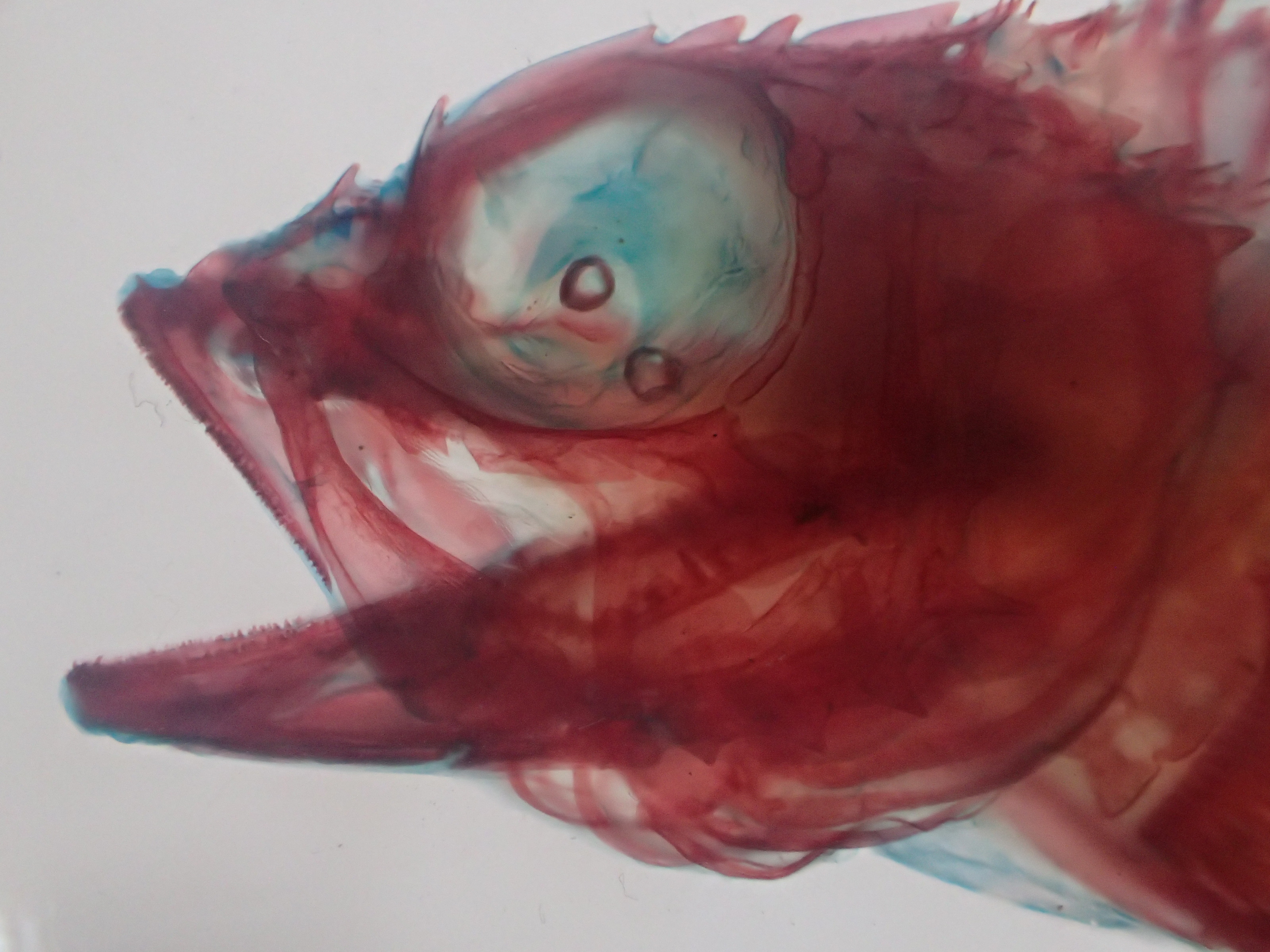 激レア【透明骨格標本】ワヌケフウリュウウオ 約900mm 深海魚 No1018