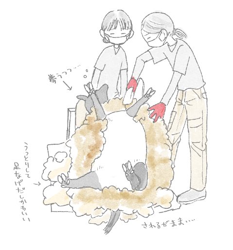 飼育員のお姉さんのおひざでおっぴろげでされるがままなヒツジさんかわいい。刈られた後に、ハッ…軽くて涼しい…て感じに刈ってくれた飼育員さん見てるのもかわいい❤️
#神戸 #王子動物園 #ヒツジ https://t.co/Yrs3LH8Olh 