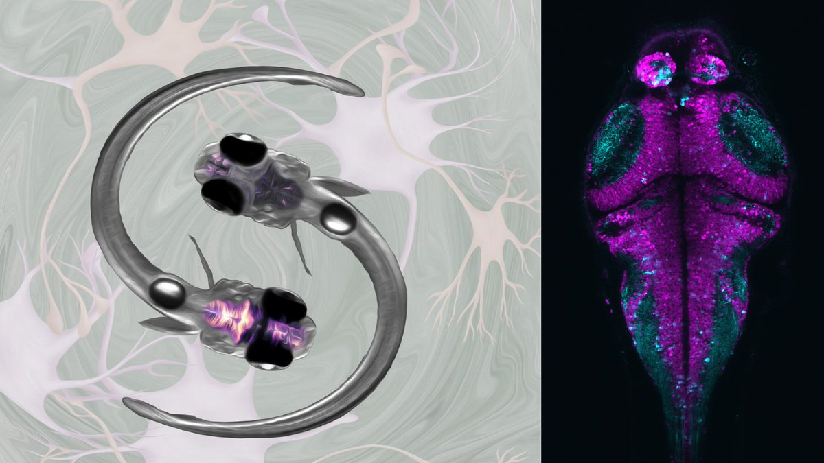 SWC_Neuro's tweet photo. Interested in how #astrocytes modulate behaviour? Join us today at 1pm for a virtual #SWCSeminar by Dr Yu Mu @muyuuyum on his work in zebrafish. Register here: https://t.co/HVyDNH4VWh https://t.co/P04CuC92fI