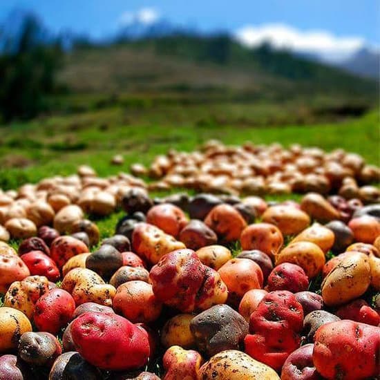 Visit Peru Jp ペルーには4 000種以上のじゃがいもが栽培されているよ 驚きでしょ だからじゃがいも料理も色鮮やかできれいなんだよね C Karina Mendoza Promperu C Yayo Lopez Promperu ペルー じゃがいも大好き じゃがいも料理 T Co