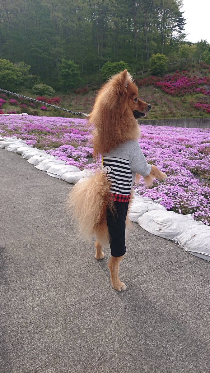 タグ ポメラニアン の注目ツイート 2ページ目 メガとんトラック