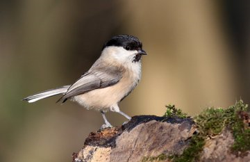peteawall's tweet photo. Fantastic Day for Dearne Valley -Wildlife and communities! 
Some of our best Wildlife sites have been officially recognised as a Site of Special Scientific Interest by Natural England! 
Its official - Premier League Nature on our Doorsteps! 
https://t.co/PBok1xbg0C
@IMcMillan https://t.co/AHfqnMfcqd