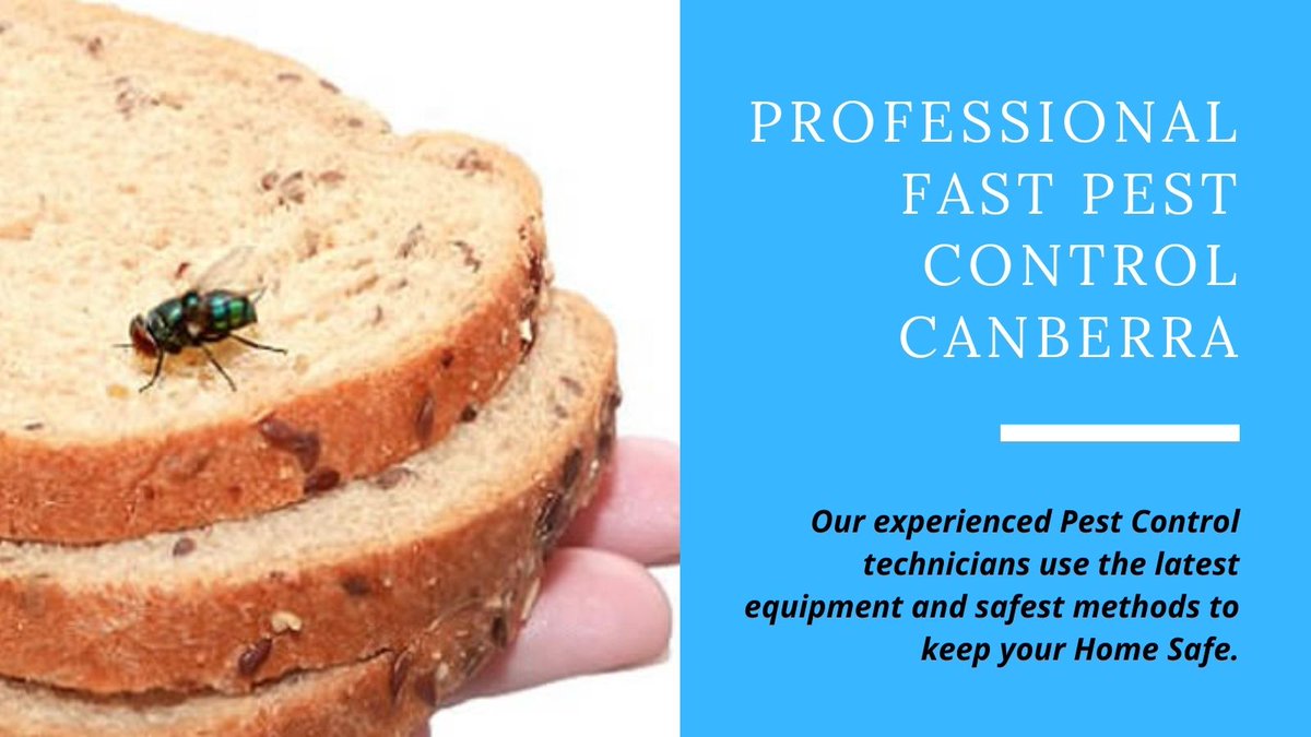 fastpestcontrol's tweet photo. If you live in the city of #Canberra and are experiencing pest control issues. We provide you with all of the resources you need for #pestcontrol problems. 
Read More- https://t.co/2b555Rfmyp
#Canberra #pestcontrolservices https://t.co/m71MJrqYzE
