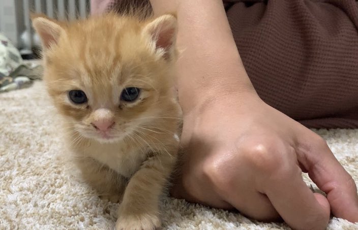 ネコちゃんを多頭飼いしたいときは猫の気持ちになって慎重にお見合い 