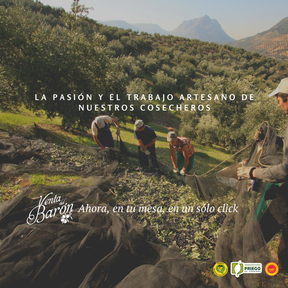 La pasión y el trabajo artesano de nuestros cosecheros, son los que hacen de #VentaDelBarón un aceite tan especial. Su esfuerzo, dedicación y su amor por nuestras tierras y olivos, son los que dan ese carácter tradicional a nuestro aceite de oliva.