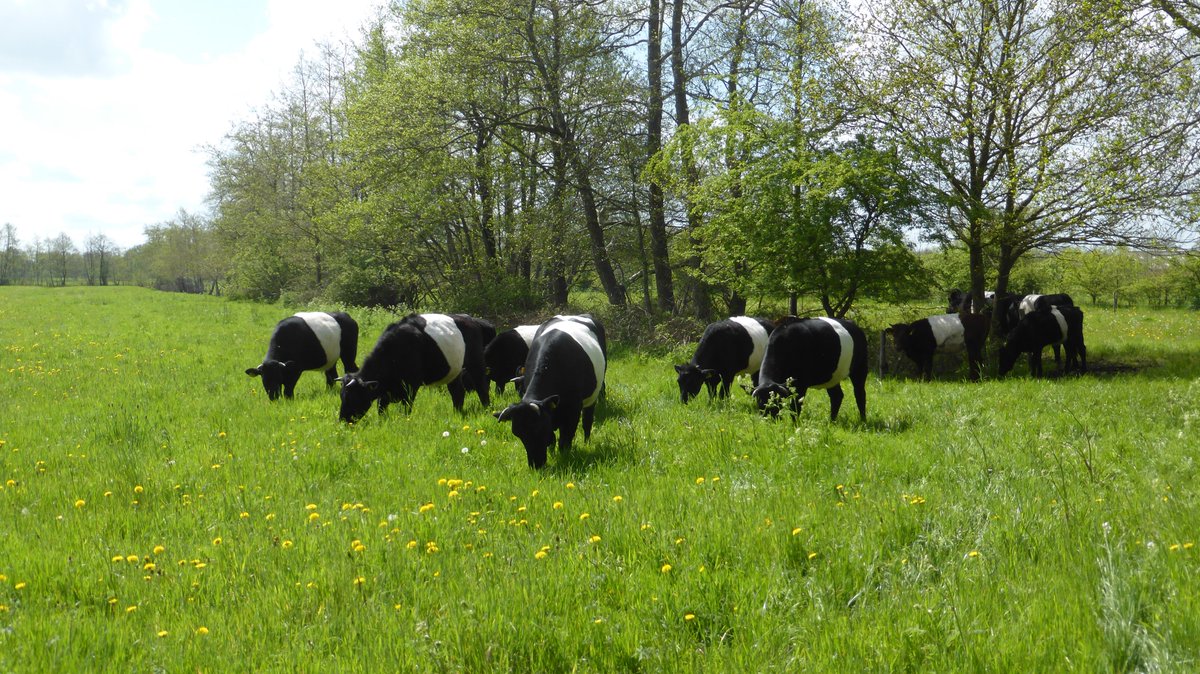 #Kruidige #weilanden met schaduwplekjes....
Een fijne omgeving voor deze  #Lakenvelder koeien.
Helaas hebben ze maar een kort koeienleven, want ze worden gehouden voor hun vlees.....😧