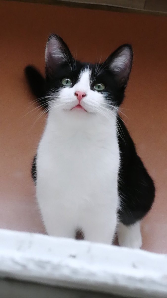 ElenaProtasova's tweet image. Ульяновск!!! Ищет дом девочка 8 мес, обработана и стерильна! Лоток на отлично! Ласкуша !! Репосты пожалуйста!! Давайте найдём дом малышке! #ульяновск #коточетверг #ищудом