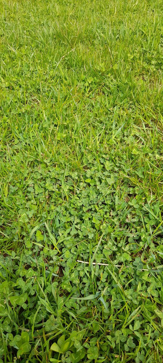 GelstonLamb's tweet photo. Finally we have some growth, rotational grazing under way over the whole farm let's hope it keeps going. @AHDB_BeefLamb #strategicfarm #grow #keepinggrowing #sheep #grass #clover https://t.co/YnBbngll72
