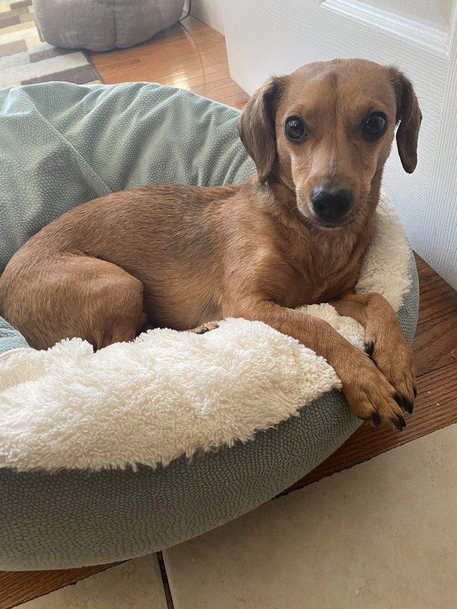 Hasreet Gill tweet media