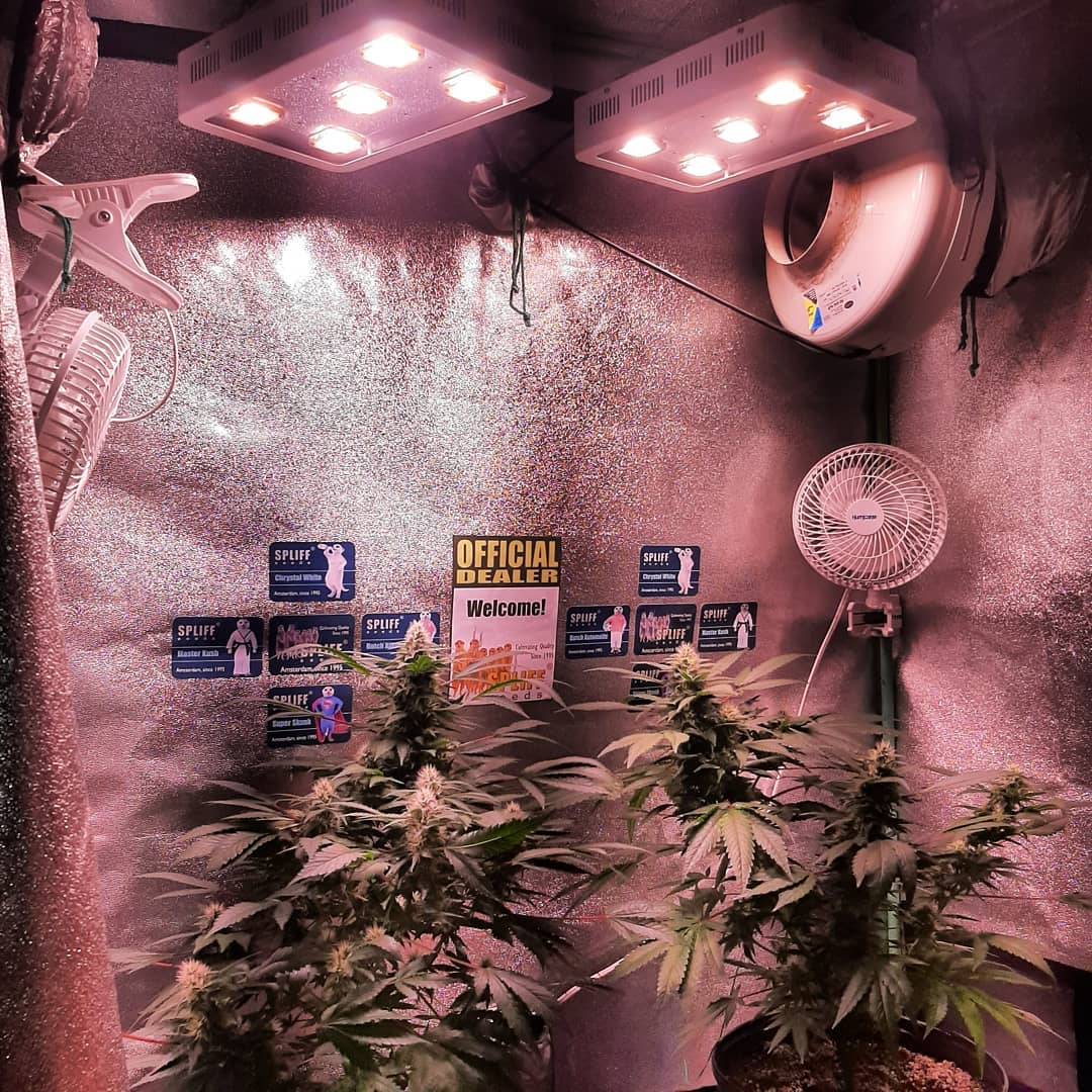 spliffseeds's tweet photo. @spliffseeds Gold Bar Kush ⭐ and Jack f1 🧥 clones blooming out🍁
📸:@6ixcultivation
🌷:#goldbarkush #jackf1
👩🌾:#spliffseeds
🌐:https://t.co/Z0PdzLwtCx https://t.co/VPiUn19eBQ