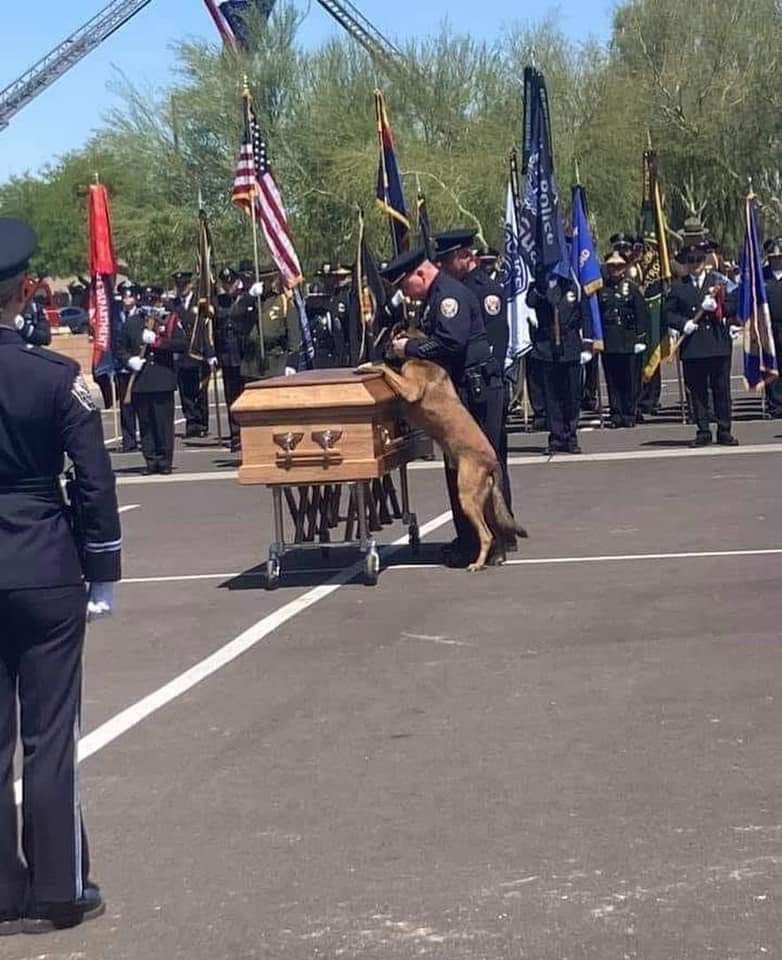 During Officer Chris Farrar’s service, his K9, Benzo, did this on his own during final pass. This shows the true bond, companionship, love and honor this K9 had for his handler. A dog is more than just a dog...they are a friend until the very end. 💕