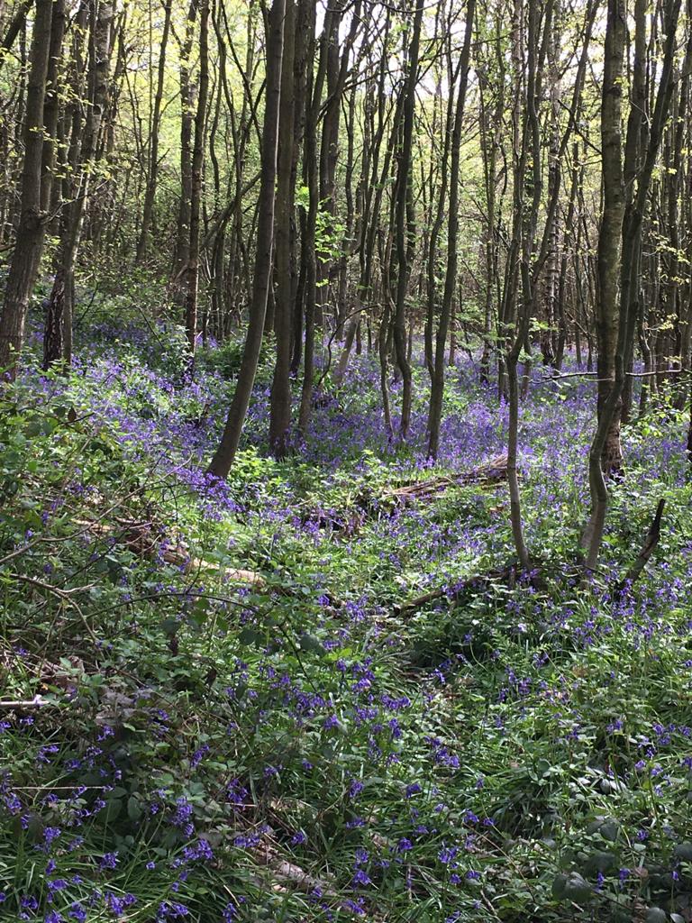 Beautiful bluebells in Wath Woods. Thanks Jean Hayter for the photos.