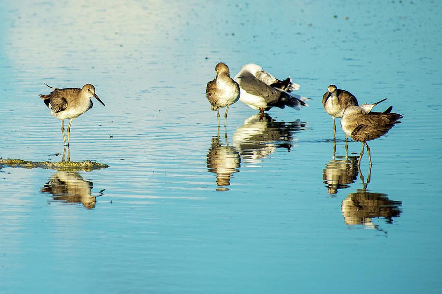 artzmaryann's tweet photo. https://t.co/LbX9KU4EK3
#birds #willets #wading #florida #annamariaisland #beanpoint #holmesbeach #reflections #NaturePhotography #TwitterNatureCommunity #nature #water #naturelovers #birders #birdwatching #birdwatchers #birding #bird #willet #wildlife #birdphotography https://t.co/brPauZDJ7v
