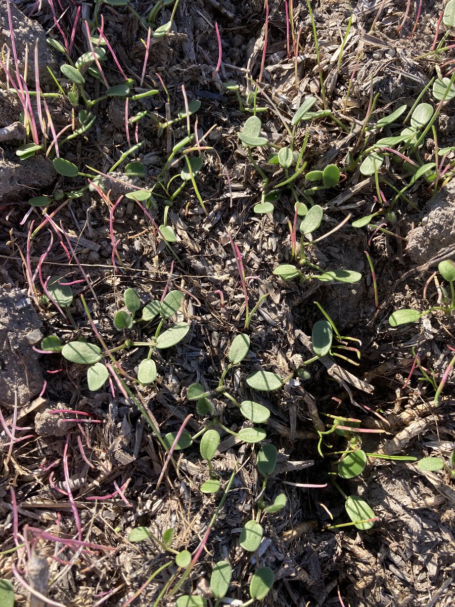 Overwatch putting on an impressive display in canola!!  Subs don’t seem to be overly concerned...