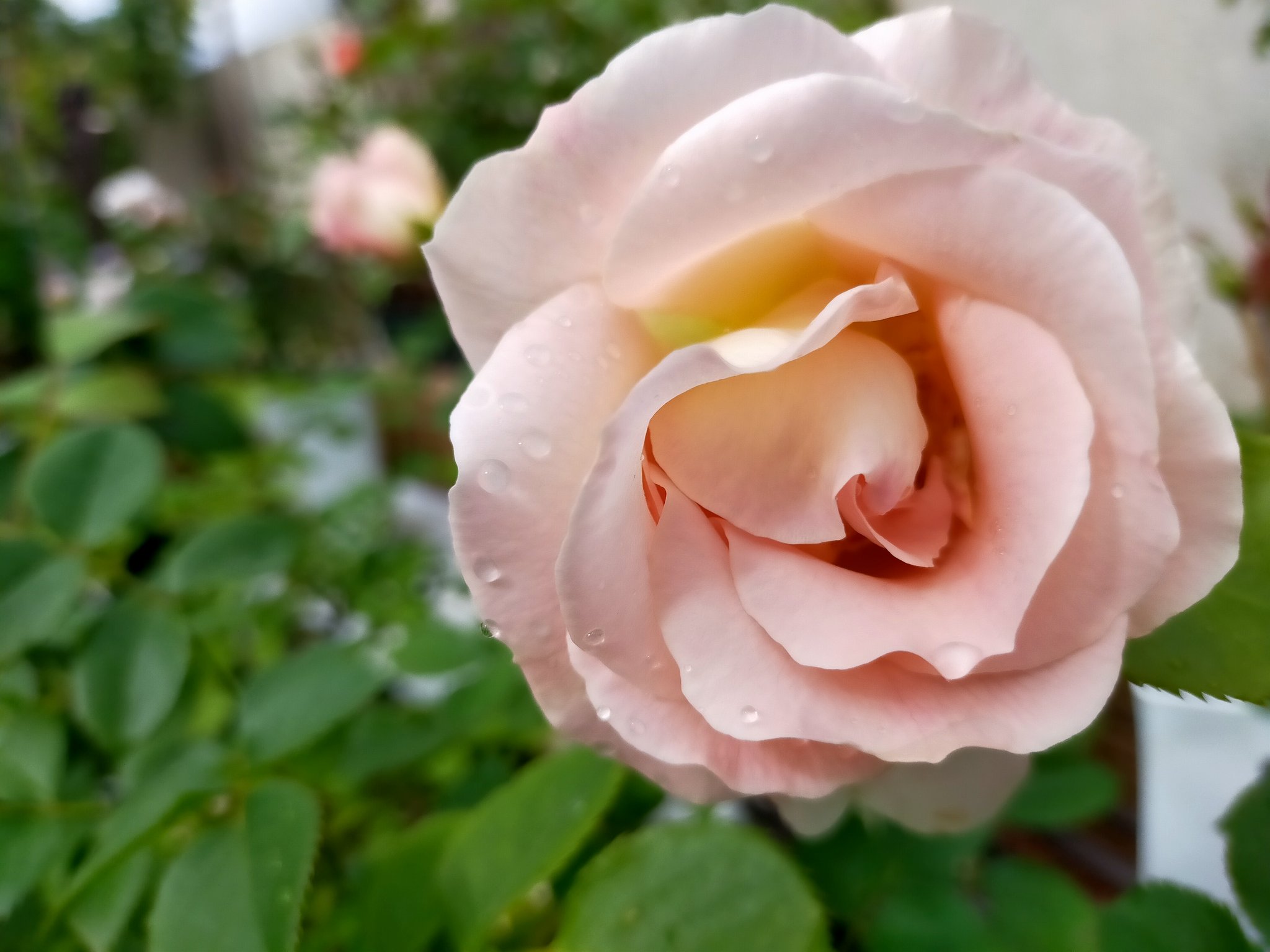 ゆず れおんとお庭 庭にバラの香りが漂ってる ๓ ロココ ベッシュボンボン シェエラザード サイレントラブ 5月の庭 バラ栽培 T Co 7chxxid4wn Twitter