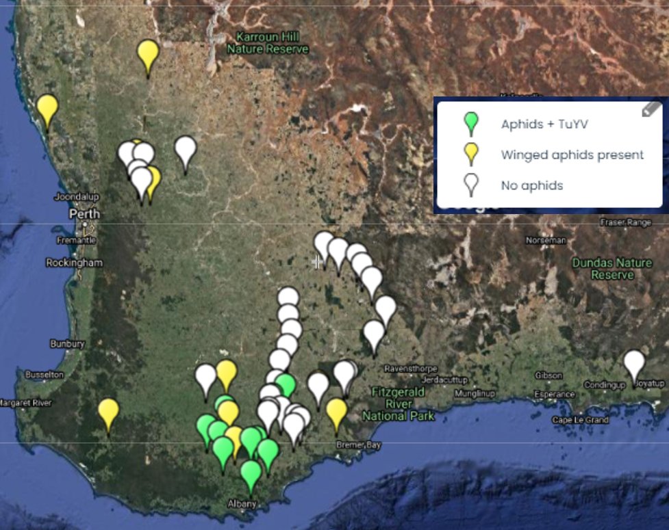 We are catching winged aphids (inc. green peach aphid) in the Albany port zone and detecting plenty of TuYV at sites in the south - especially around Kendenup with huge numbers of TuYV-carrying aphids, also plenty at sites south of the Stirling Ranges. Monitor your canola crops👇