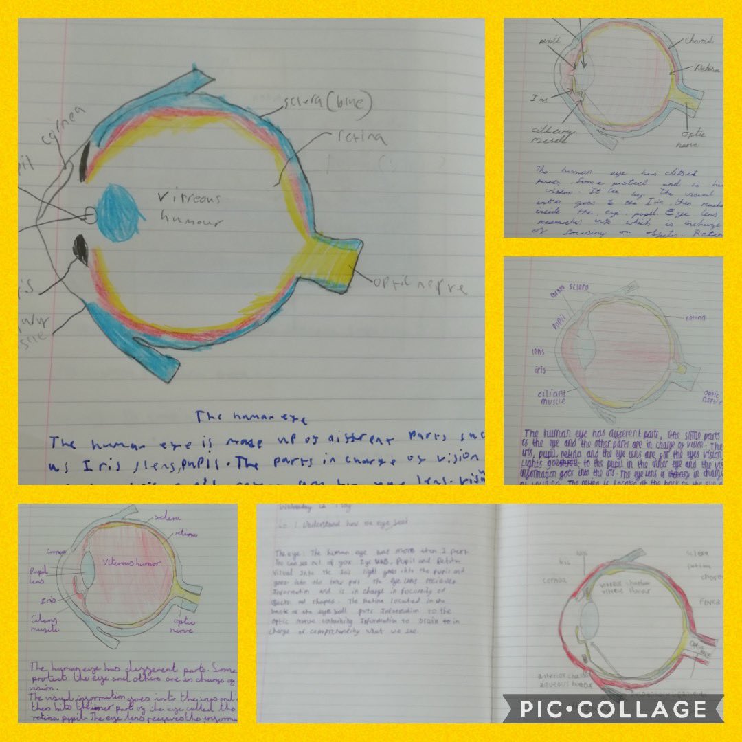 BGPrimary's tweet image. Look at this amazing Science work from Year 6! They&apos;ve been learning about how our eyes see. #BGPscience