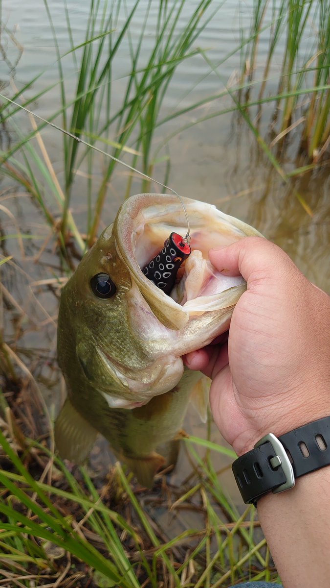 平野貴大 フロッグで3匹 アシ際をスローに動かしてボコッ カエルって言うより エビ系を食ってそうな食い方やったな 色んなフロッグ投げたけど スティーズポッパーフロッグjrでしかバイトがなかったのもそう言う事かな フロッグ スティーズ ケロ 平野貴大 フロッグで3匹 アシ際をスローに動かしてボコッ カエルって言うより エビ系を食ってそうな食い方やったな 色んなフロッグ投げたけど スティーズポッパーフロッグjrでしかバイトがなかったのもそう言う事かな フロッグ スティーズ ケロ