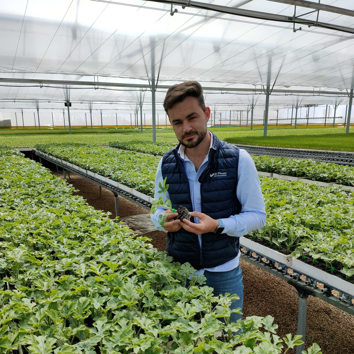 En 🌱#ElPlantelSemilleros continuamos en plena campaña de sandía para la zona de #LaMancha, donde nos encontramos sirviendo nuestros🍉 injertos de #Sandía🍉 “Siempre se están investigando y desarrollando mejores injertos” subraya Jose Javier Ortega, Comercial de la zona