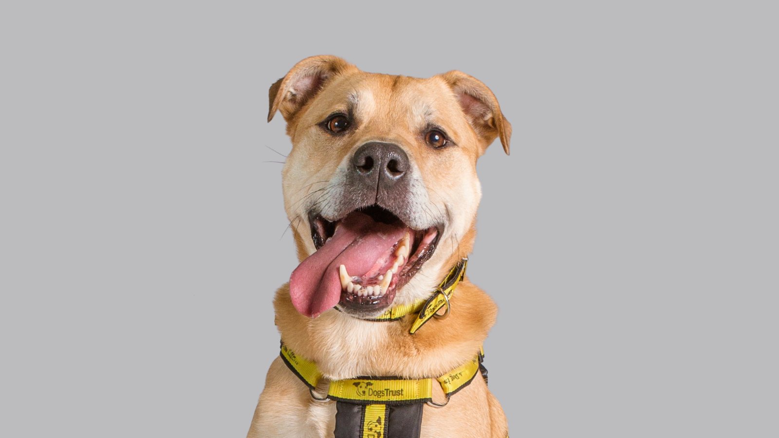 Do Dogs Trust Humans