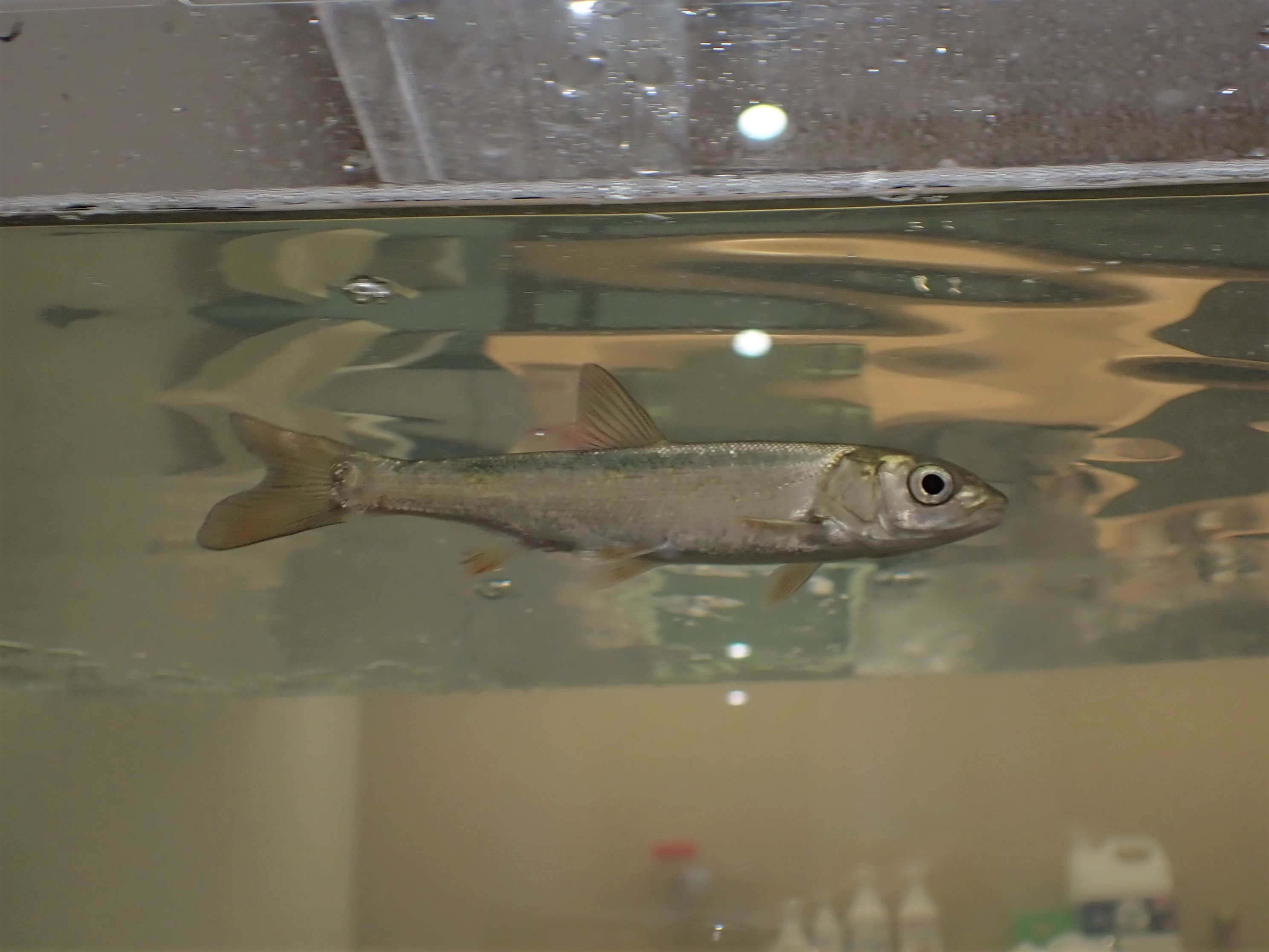 ふなばし三番瀬環境学習館 10 1 開館 こちらは マルタ という魚の幼魚です 淡水魚のコイの仲間ですが 春の繁殖期以外は河口など淡水と海水の混ざった汽水域で生活する面白い魚です いくつかの河川が流れ込む 三番瀬 には 川と海両方を利用する