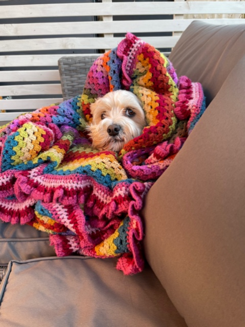 lincslibraries's tweet photo. Our #PetPick this week is in honour of #GetCreativeWeek! Bella from #SleafordLibrary has been learning to crochet and hasn't quite mastered what to do when the blanket gets bigger than you! https://t.co/rdUBdm5oxw https://t.co/FNPrnRhPdj