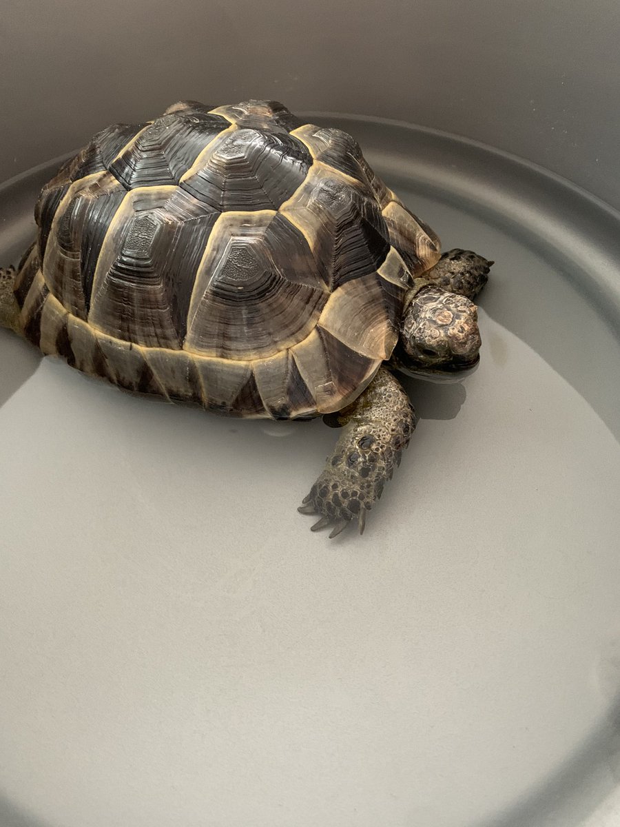 terry is gonna do a hot tub stream