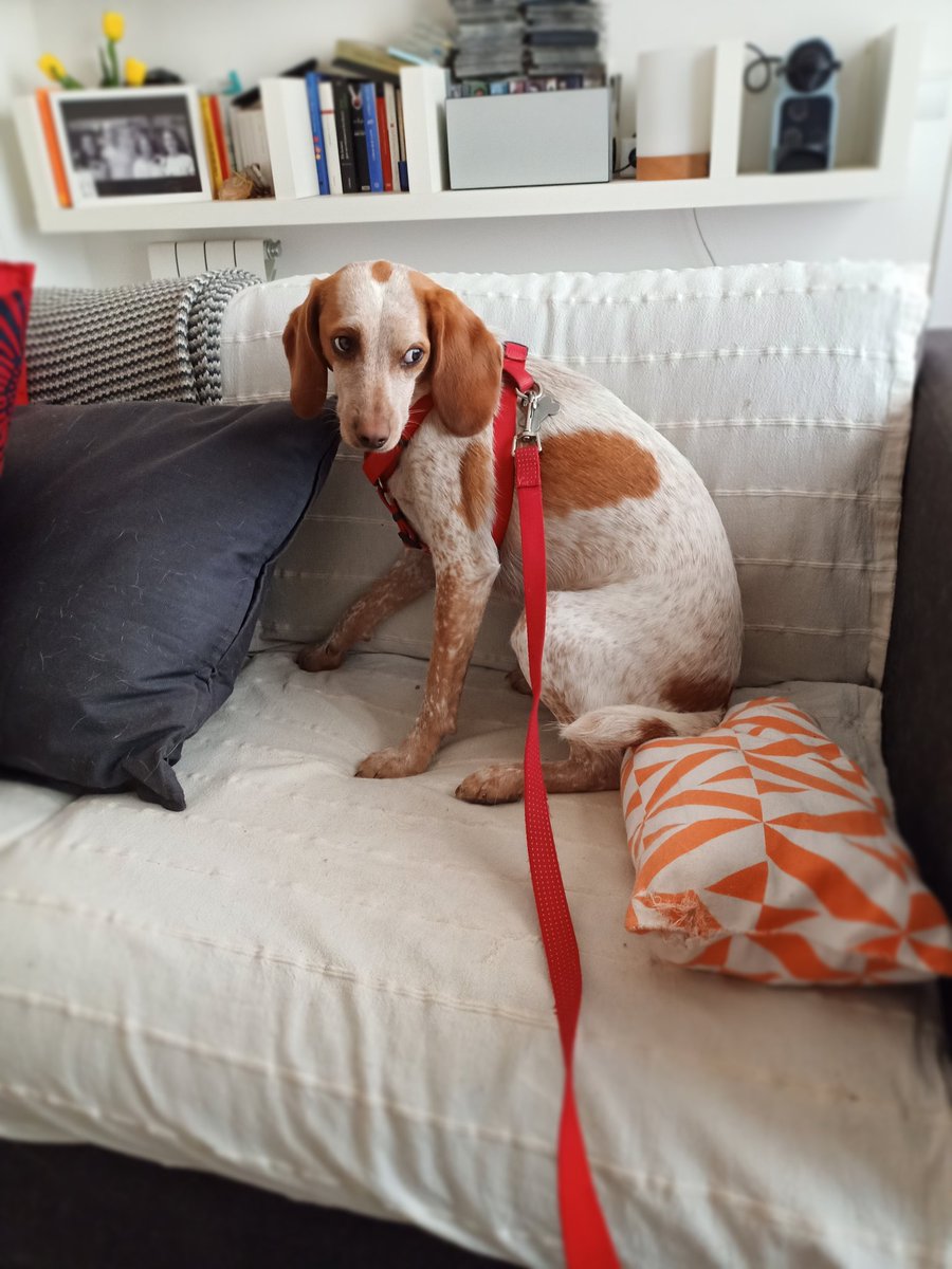 ImSammyTheDog's tweet photo. Someone does not want to go out to pee this morning....
#dogsoftwitter
#dogs
#RescueDogs https://t.co/G8dTyATzTq