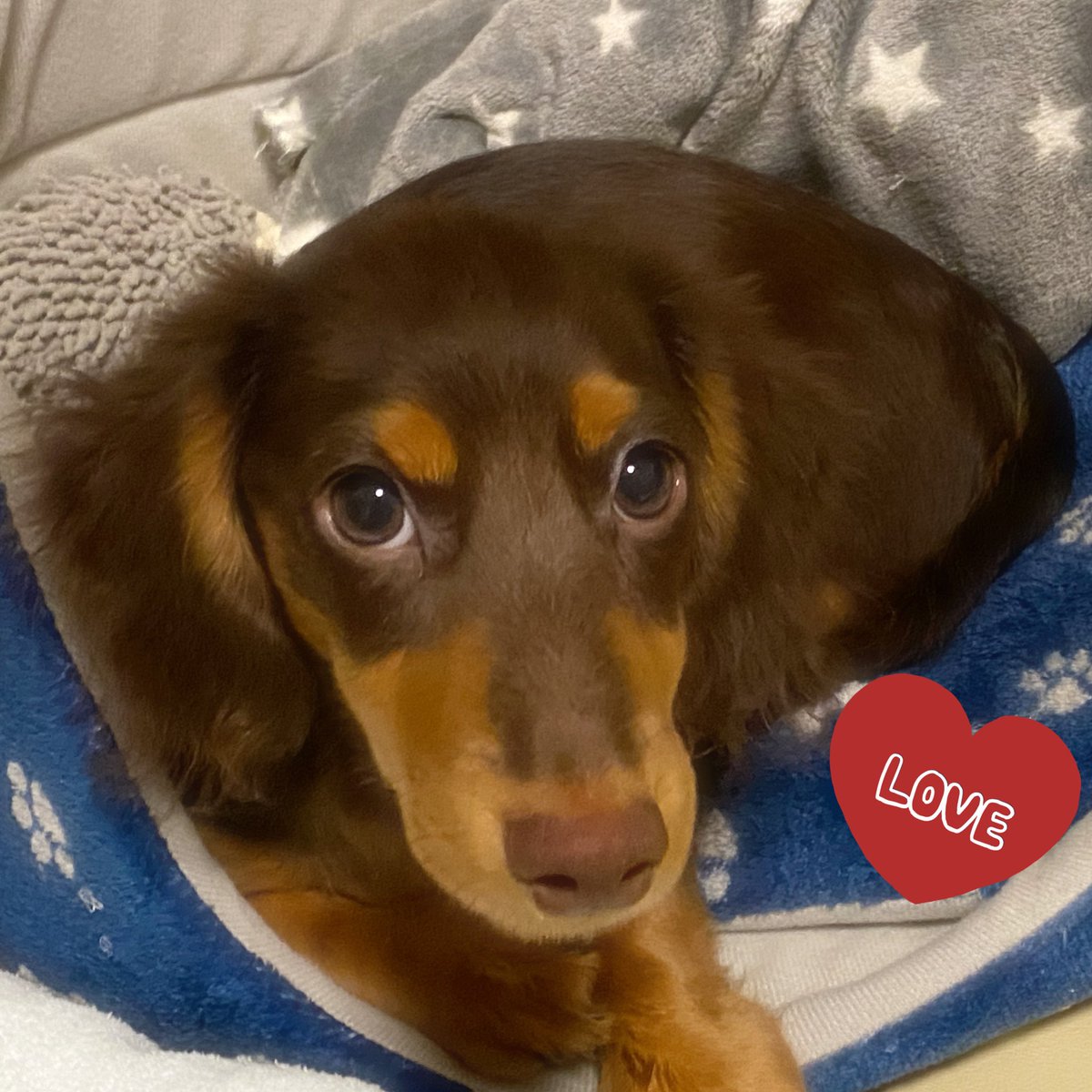 せっかくなので、うちの子載せておきますね🐶✨
 #愛犬の日 